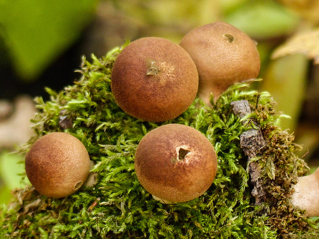 Puffballs on a tree stump