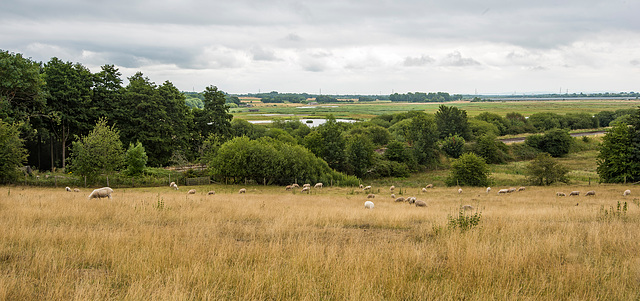 Some views at RSPB Burton wetlands.10jpg