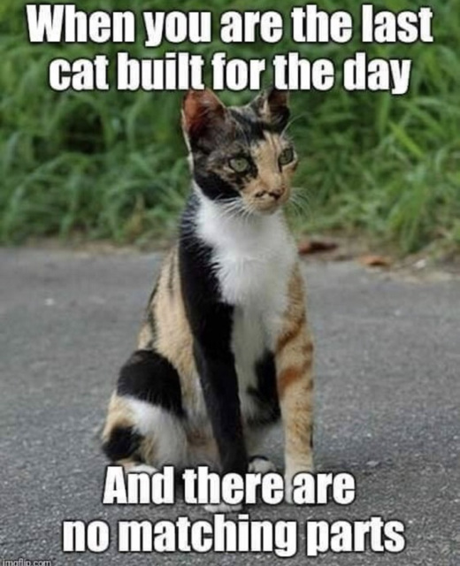 O&S (meme) - building cats