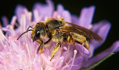 Die Rotbeinige Furchenbiene (Halictus rubicundus) hat sich die Acker Witwenblume (Knautia arvensis) ausgesucht :))  The red-legged furrow bee (Halictus rubicundus) has chosen the field scabious (Knautia arvensis) :))  L'abeille du sillon à pattes ro