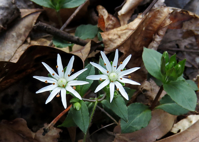 Star Chickweed Flowers