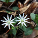 Star Chickweed Flowers