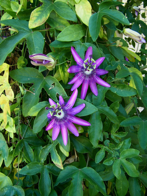 Passiflore violette