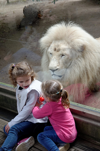 "Arrête de dire qu'il y a un gros lion à 30 cm !"