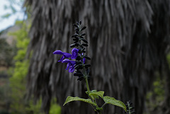 Salvia coerulea, Lamiaceae, Toulon FR