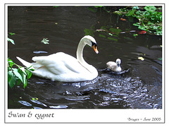Swan & cygnet Bruges June 05
