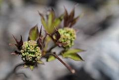Sambucus racemosa, Caprifoliaceae, Alpes FR