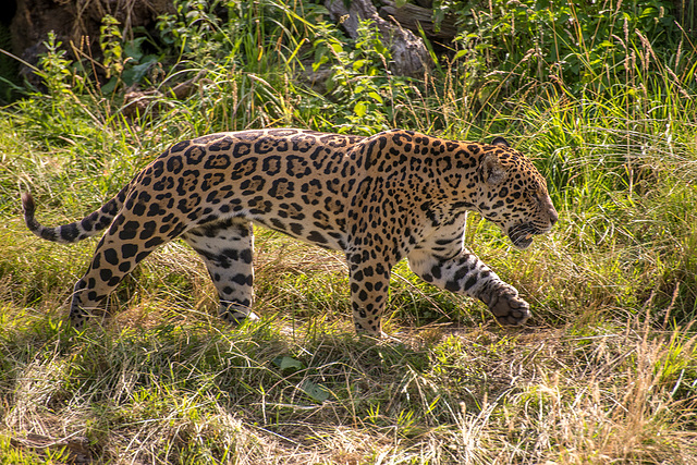Jaguar6