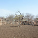 Namibia, Corral for Livestock in the Village of Onjowewe