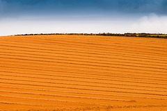A Wiltshire Field