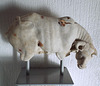 Marble Cow in the Lugdunum Gallo-Roman Museum, October 2022