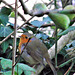 Couldn't  believe this robin sat there by me