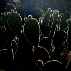 Backlit cacti.