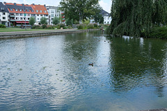Paderquellgebiet in Paderborn 1
