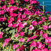 170821 Montreux quai fleurs