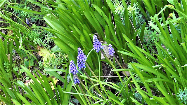 The grape hyacinth looks great in the green