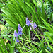 The grape hyacinth looks great in the green