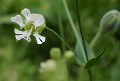 Silene vulgaris, Caryophyllacea, Aubagne FR