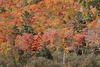 Autumn in New Hampshire (Explored)