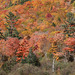 Autumn in New Hampshire (Explored)