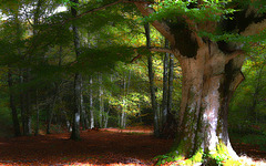 Tu vas être enchanté de découvrir la forêt de Brocéliande