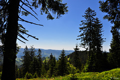 Schwarzwaldimpressionen am Belchen (© Buelipix)