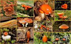 It's still autumn, so time for some orange mushrooms / fungi from the Netherlands...