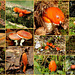 It's still autumn, so time for some orange mushrooms / fungi from the Netherlands...