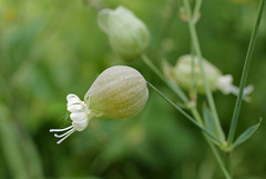 Silene vulgaris, Caryophyllaceae, Aubagne FR