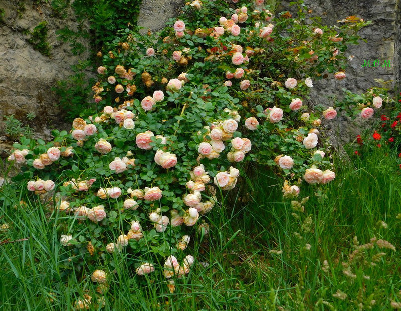 Buisson de roses du parc**********