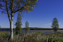 am Torne älv bei Hedenäset (© Buelipix)