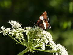 White Admiral on Cow Parsnip