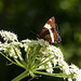 White Admiral on Cow Parsnip