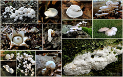 It's still autumn, so time for some white mushrooms / fungi from the Netherlands...