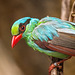 Java green magpie