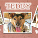 Teddy ... mein neuer Patenhund in Rumänien ♡