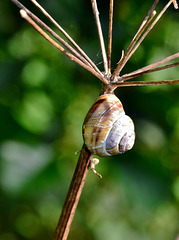 Snail on a stick!