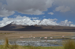 Bolivian Altiplano, Laguna Cañapa, Cerro Caquella and James's Flamingos