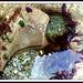 Another rock pool ...  well, they are photogenic, in the right light and location!