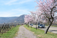 Mandelblütenallee bei Edenkoben