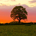 Lone tree at sunset
