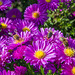 (276/365) honeybees and flowers