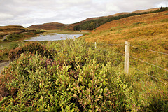 Sleepy September Skye - Happy Highland Fence Friday!