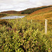 Sleepy September Skye - Happy Highland Fence Friday!