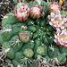 Cacti Flowers (Gymnocalycium) 172