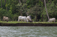 Cattle and their egrets
