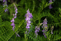 Vicia cracca, Fabaceae, Alpes FR