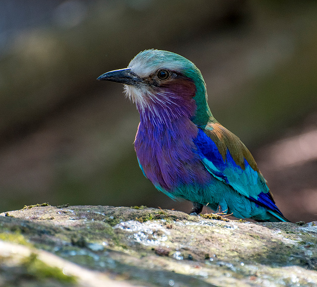 Lilac chested roller bird2