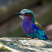 Lilac chested roller bird2