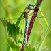 Hairy hawker, Hairy dragonfly ~ Glassnijder (Brachytron pratense), male ♂